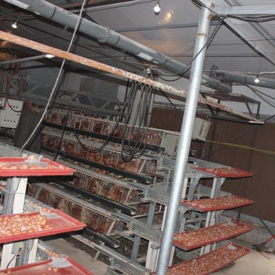 A-Type Layer Chicken Cage System with 3-Tier Capacity, Hot-Dip Galvanized Steel & Automatic Feeding for Poultry Farms
