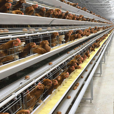 A-Type Layer Chicken Cage System with 3-Tier Capacity, Hot-Dip Galvanized Steel & Automatic Feeding for Poultry Farms