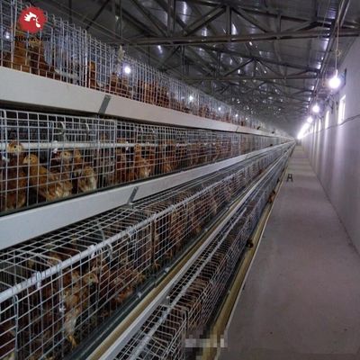 Automated H-Type Broiler Battery Cage System with Hot-Dip Galvanized Steel for High-Density Poultry Farming