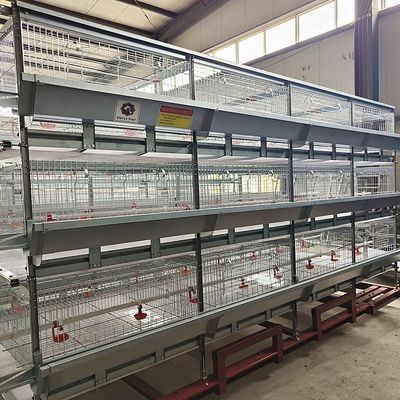 Fully Automatic H-Type Broiler Cage System for High-Density Rearing with Hot-Dip Galvanized Frame