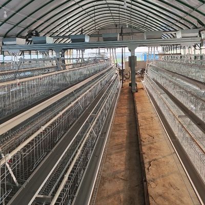 Cost-Effective A-Type Layer Chicken Cage System with 3-Tier/4-Tier Design, Hot-Dip Galvanized Steel, and Automatic Feeding for Poultry Farms