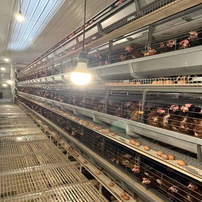 Fully Automatic Environmental Controlled System Battery Chicken Cages More Than 25 Years Life Span Optimized for Modern Poultry Farming Needs