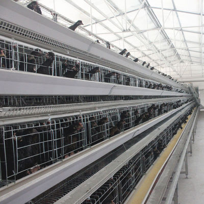 108 Chickens High Brood Survival Rate Broiler Cage System For Little Chick