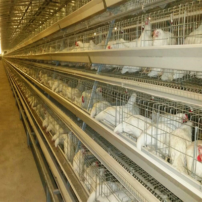 108 Chickens High Brood Survival Rate Broiler Cage System For Little Chick