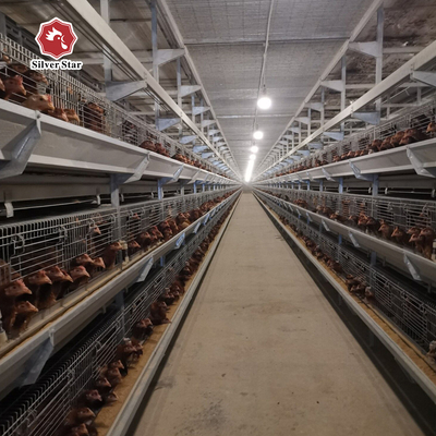 One Day Old Chicken Cage Poultry 204 birds h type broiler cage