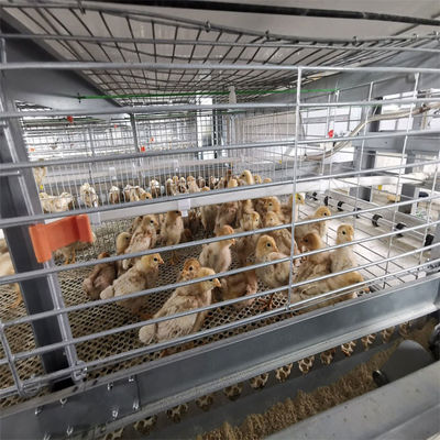 H-Type Automated Broiler Cage System for Commercial Poultry Farms