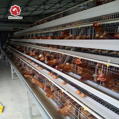 Galvanized 3-10Tiers H Type Layer Cage , 384 Chicken Egg Laying Cages