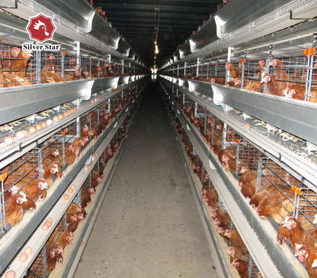 Otomatik H Tipi Broiler Batarya Kafes Sistemi 3-8 Katmanlı Sıcak Dip Galvanizeli Ticari Tavuk Çiftlikleri için