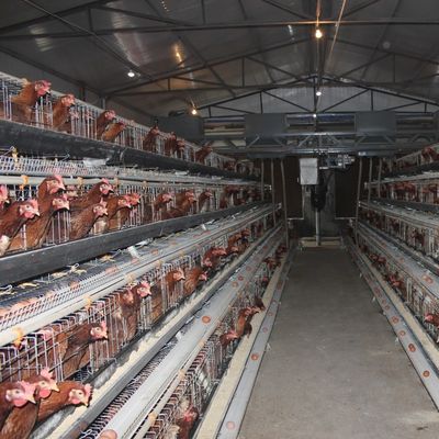 A-Type Layer Chicken Cage System with 3-Tier Capacity, Hot-Dip Galvanized Steel & Automatic Feeding for Poultry Farms