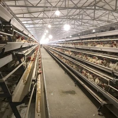 Uzay kullanımı için 3 veya 4 katmanlı dayanıklı katmanlı tavuk kafesleri ve uzun süreli korozyona dayanıklılığı Tavuk çiftlikleri için uygundur