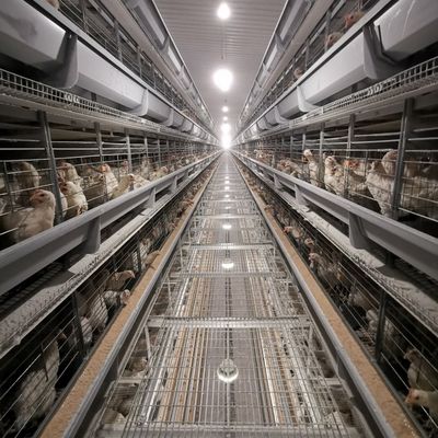 Sıcak Daldırma Galvanizli, Yumuşak Plastik Matlar ve Ticari Et Tavuk Çiftlikleri İçin Otomatik Gübre Temizlemeli Fabrika Doğrudan H Tipi Broiler Kafes Sistemi