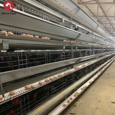 Büyük Kümes Hayvanı Çiftliği Projeleri için Sıcak Galvanizli ve Otomatik Beslemeli H Tipi Katman Kafesi