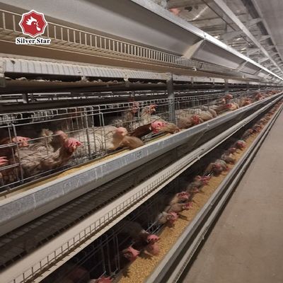 H Tipi Katmanlı Tavuk Kafes Sistemi | Ticari Yumurta Çiftlikleri İçin Otomatik Kanatlı Ekipmanları