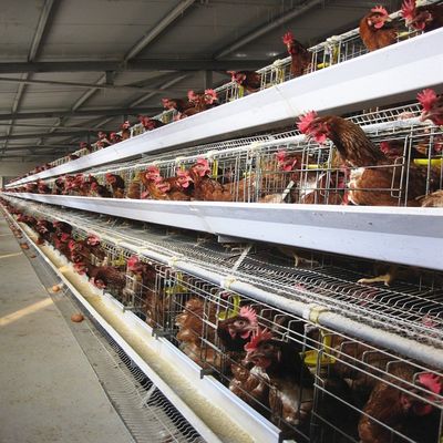 Otomatik besleme ve yumurta toplama ile üç katmanlı / dört katmanlı A tipi katmanlı tavuk kafesi.