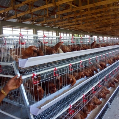 A Type Battery Hens Layer Chicken Cage Automatic Poultry Farm Equipment