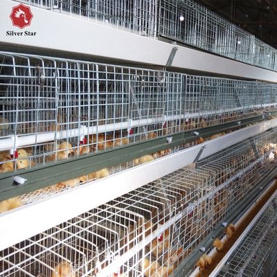 Ticari tavuk çiftlikleri için H-Tip Otomatik Broiler Kafes Sistemi