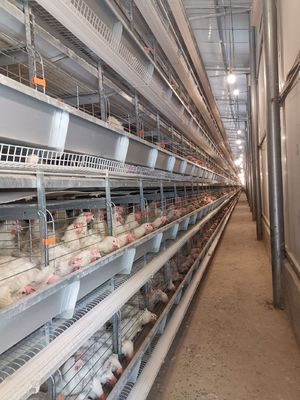 Q235 Hot  Galvanized Automatic Egg Layer Chicken  For Poultry Farm