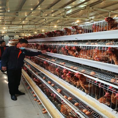 Maliyetle etkin A Tipi Katmanlı Batarya Kafes Sistemi Üç Katmanlı/4 Katmanlı Tavuk Çiftlikleri için Mükemmel Havalandırma