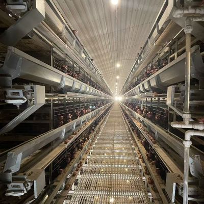 Otomatik besleme, yumurta toplama ve gübre çıkarma sistemi ile sıcak daldırma galvanizli katmanlı tavuk kafesleri