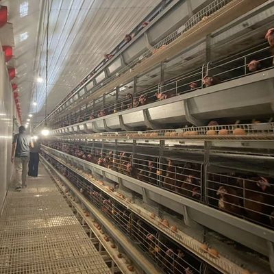 Sıcak Daldırma Galvanizli Çelikten 15-20 Yıl Hizmet Ömrü ve Otomatik Yumurta Toplama Özellikli H-Tipi Otomatik Katmanlı Batarya Kafes Sistemi