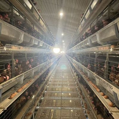 H-Type Automatic Broiler Battery Cage System with Hot-Dip Galvanized Steel and 3 or 4 Tiers for High-Density Poultry Farming