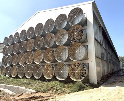 Battery Chicken Cages Corrosion Resistant Long Lasting Poultry Equipment Suitable For Large Farms