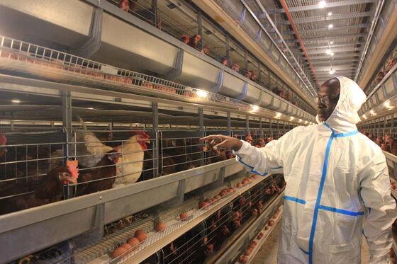 Tasarım Tavuk Evi Kuzu Yemeği H Tipi Broiler Kafesleri Besleyici Pil Kafes Sistemi Yumurta Tavuk Et Katmanı Cins Tavuk Çiftliği Ekipmanı