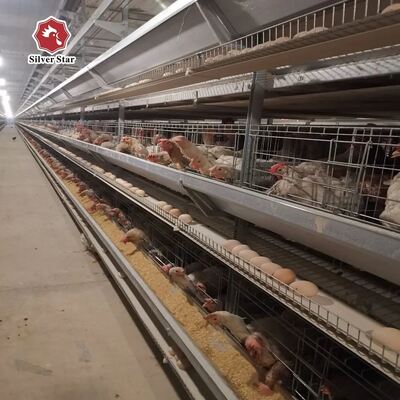 Anahtarlı H Tipi Katmanlı Batarya Kafes Sistemi 50 bin'den fazla Kuş için, Sıcak Dip Galvanize Çelik ve Tam Otomatik