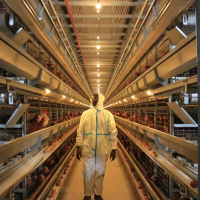 Tavuk yetiştirme için 3 veya 4 katlı tamamen otomatik sıcak daldırılmış galvanizli çelik kafes sistemi