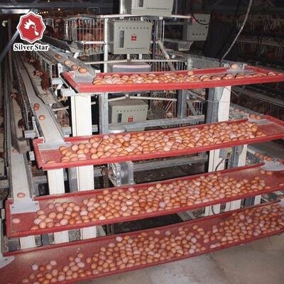 Tavuk çiftlikleri için 3 katmanlı ve otomatik besleme ile sıcak daldırma galvanizli çelik A tipi katmanlı pil kafes sistemi
