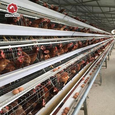 Tavuk çiftlikleri için maliyetle uygun, galvanizli çelik ve otomatik besleme sistemi ile üç katmanlı A tipi katmanlı kafes