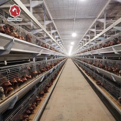 Et Tavuk Çiftlikleri İçin Otomatik H Tipi Broiler Kafes Sistemi | Sıcak Daldırma Galvanizli