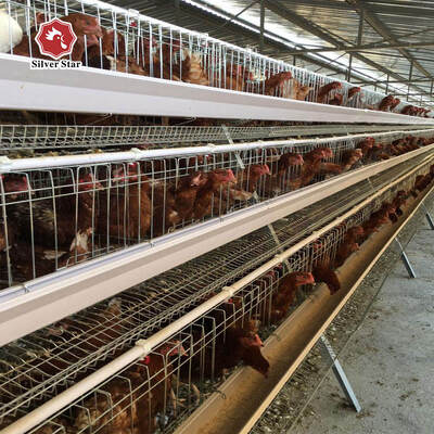 Tavuk çiftliği için A Tipi Broiler Batarya Kafes Sistemi Sıcak Dip Galvanize A Tipi Broiler Kafes Üretici
