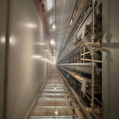 Batarya Tavuk Kafesleri Korozyona dayanıklı Uzun ömürlü Tavuk Ekipmanı Büyük Çiftlikler için Uygun