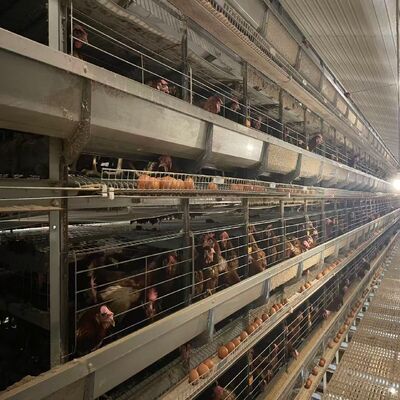 High-Density H-Type Automatic Layer Battery Cages | 3-8 Tiers Turnkey Poultry Farm Equipment