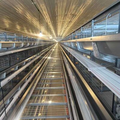 4 katmanlı katmanlı tavuk kafesinde, yoğun katmanlı tavuk barınağı ve basit besleme işlemleri için uygun besleyiciler bulunur