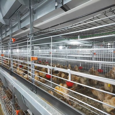 Otomatik H-Typ Pilli Broiler Kafesleri. Yüksek yoğunluklu ticari tavuk çiftliği besleme ekipmanları.