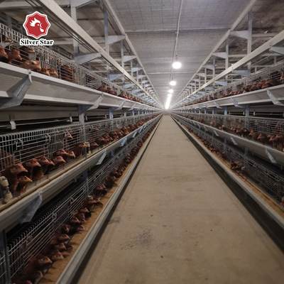 One Day Old Chicken Cage Poultry 204 birds h type broiler cage