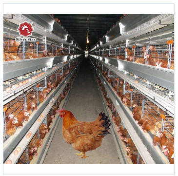 H Type Battery Chicken Farming Cage Chicken Farming Cage Automatic