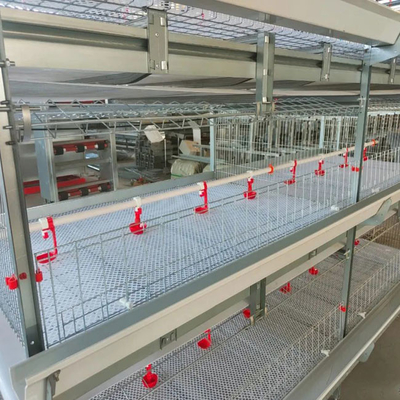 Full Automatic Hot Dipped Broiler Chicken Cage H Type