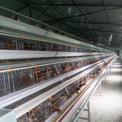 Hot Galvanized Layer Cage System For Poultry Farming